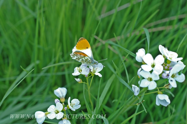 orange tip, butterfly, orange-1.jpg - ORANGE TIP - RIVER AVON, NEW FOREST - 3RD MAY 2006
